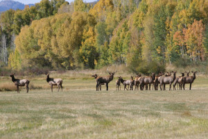 Lower-Ranch-elk